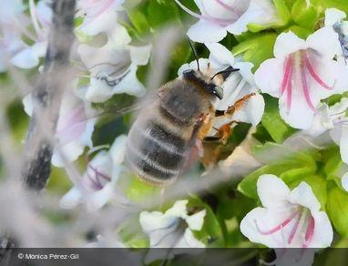 Anthophora porphyrea
