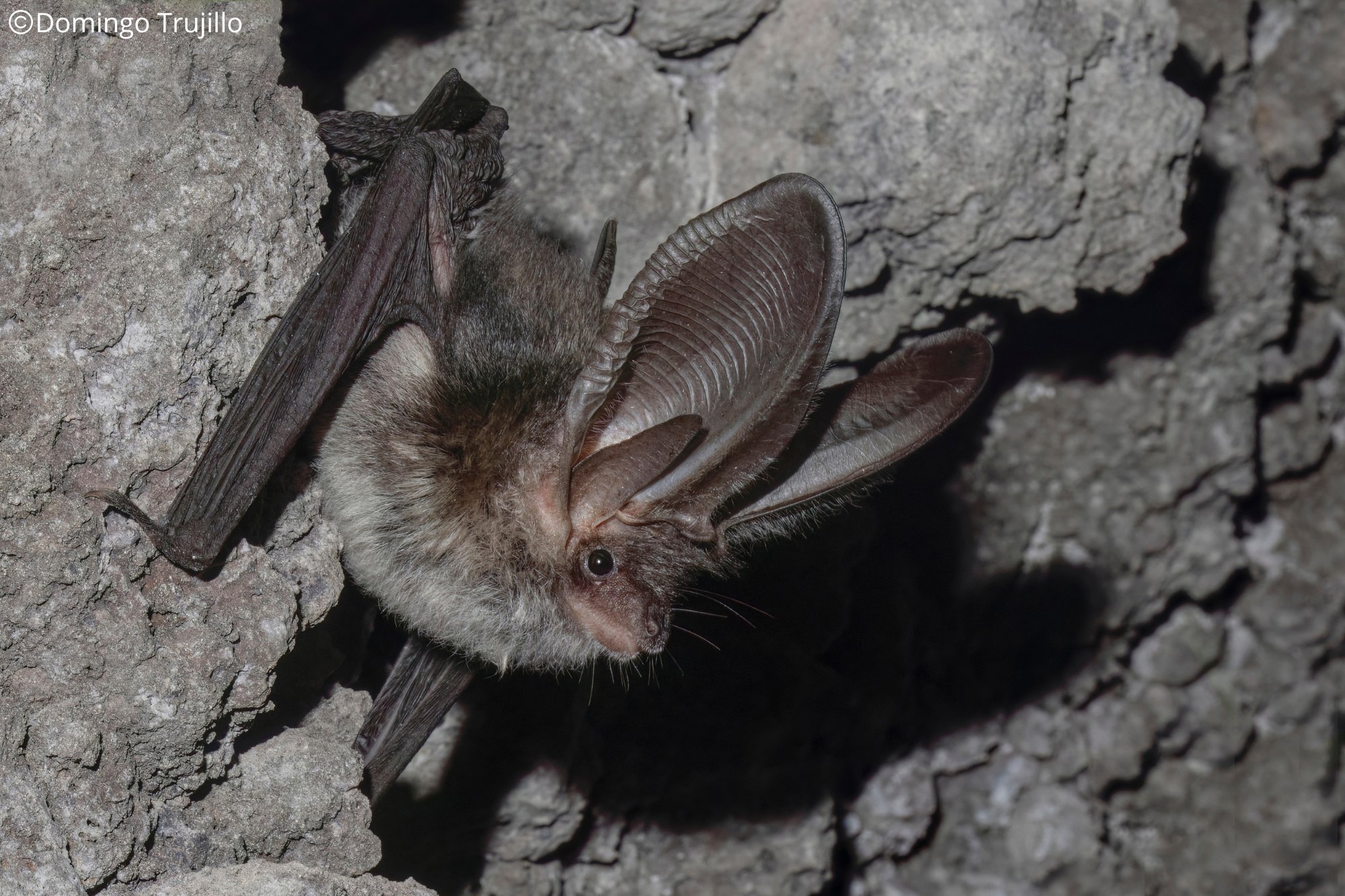 Plecotus teneriffae