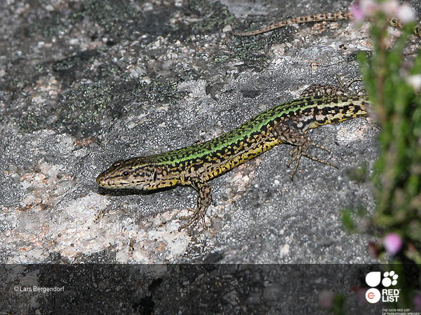 Podarcis bocagei