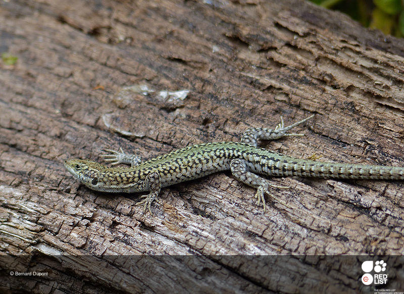 Podarcis guadarramae
