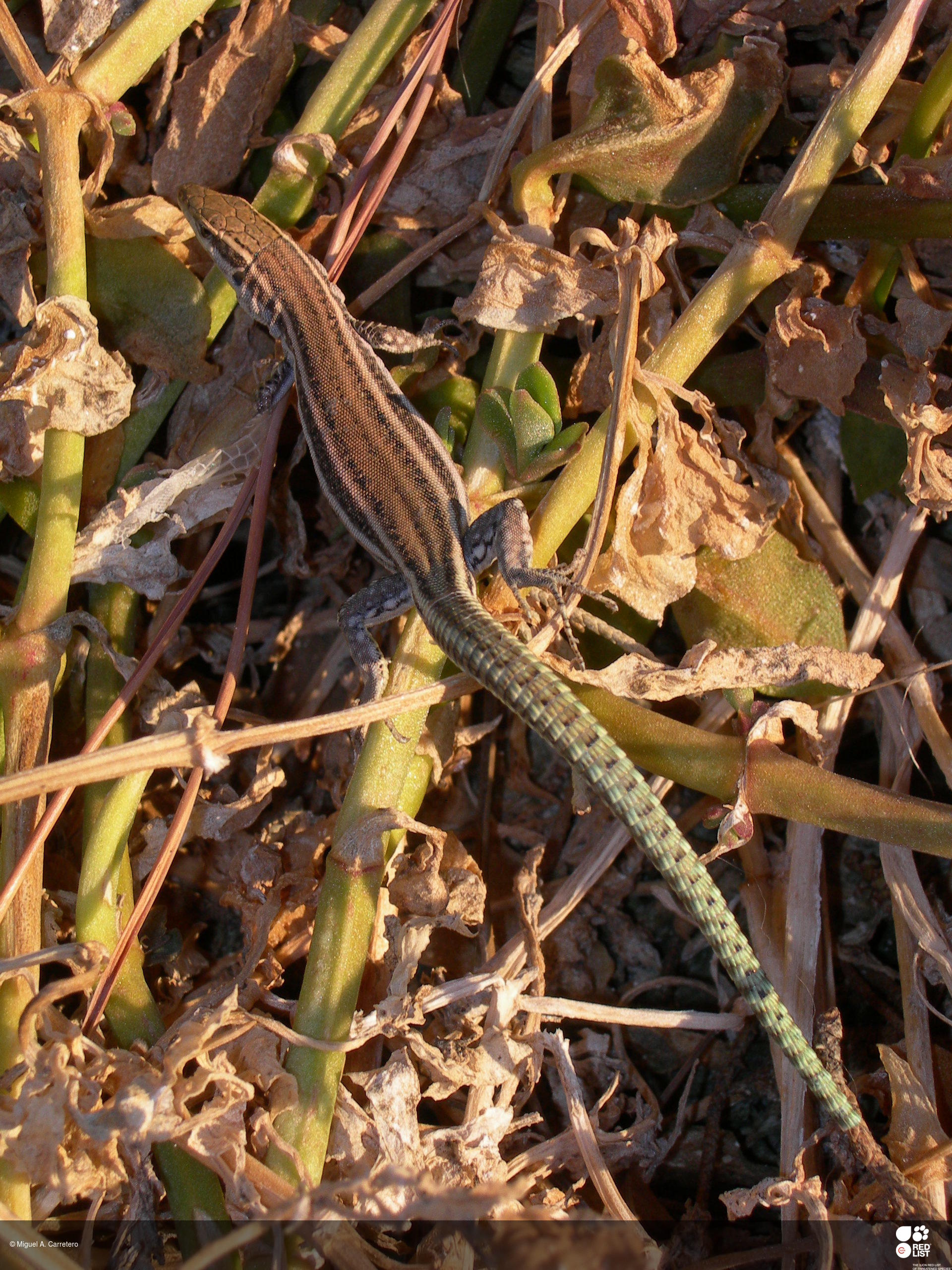 Podarcis hispanicus