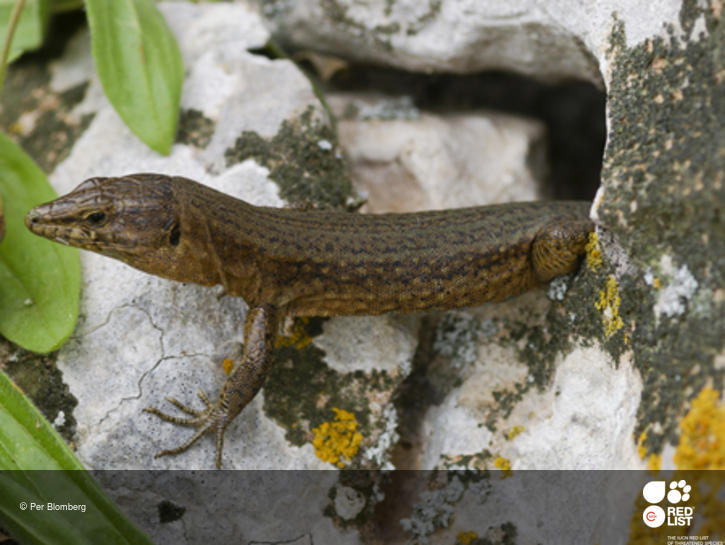 Podarcis lilfordi