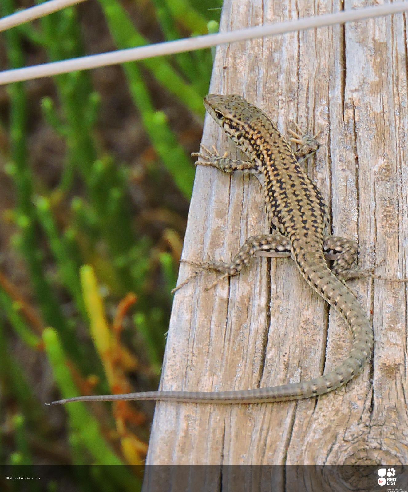 Podarcis liolepis