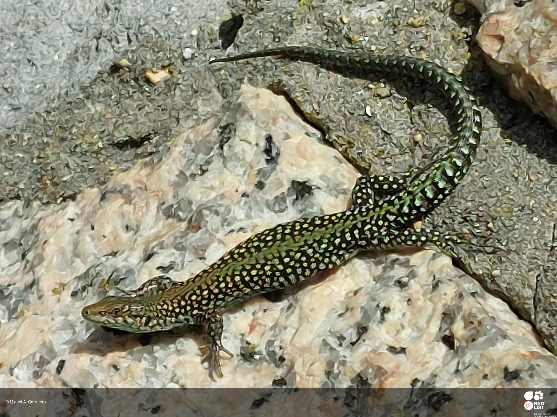 Podarcis lusitanicus