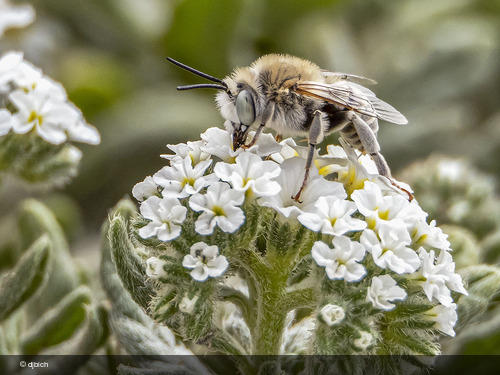 Anthophora pulverosa