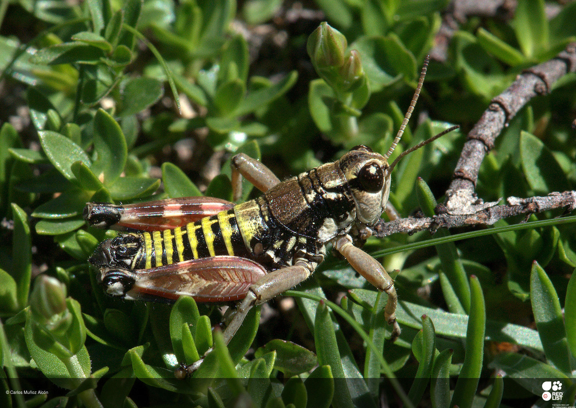 Podisma cantabricae