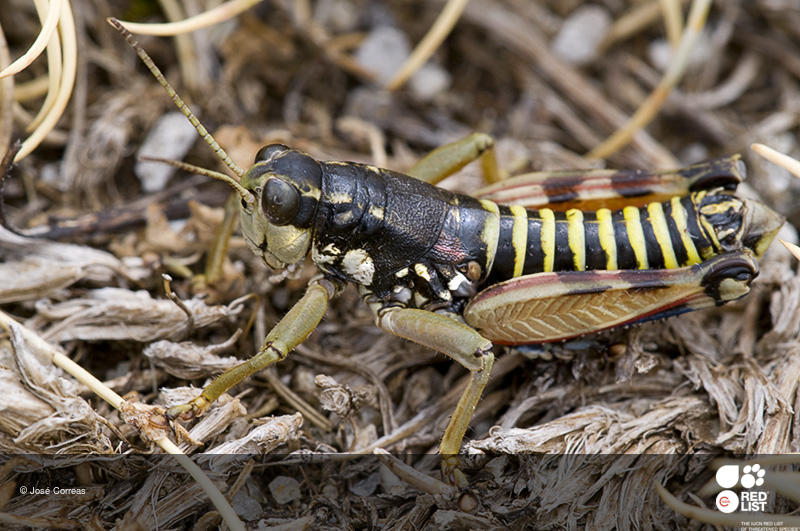 Podisma carpetana