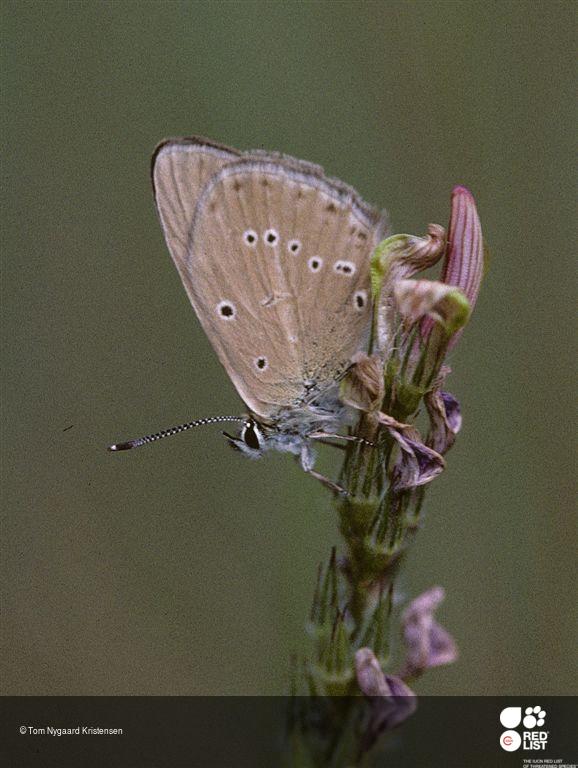 Polyommatus fabressei