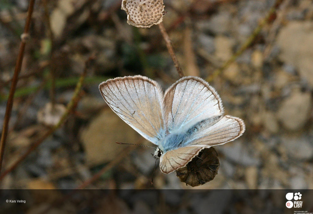 Polyommatus fulgens