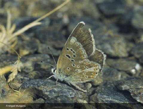 Polyommatus golgus