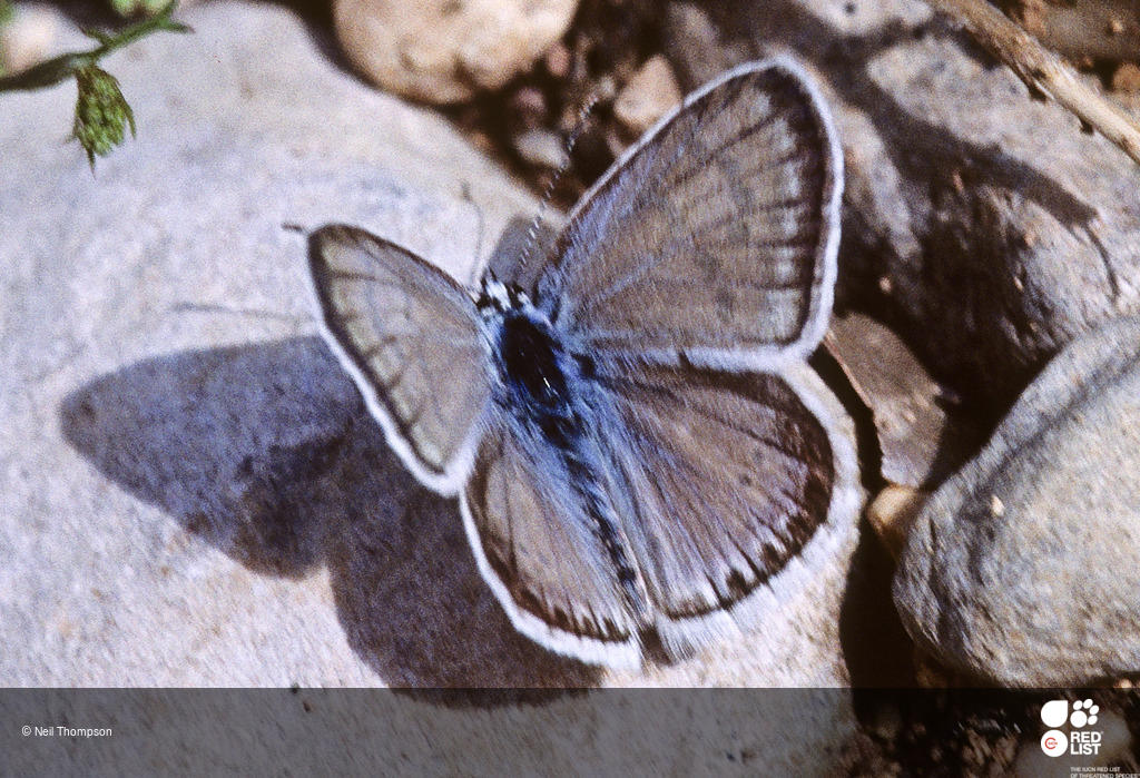 Polyommatus nivescens