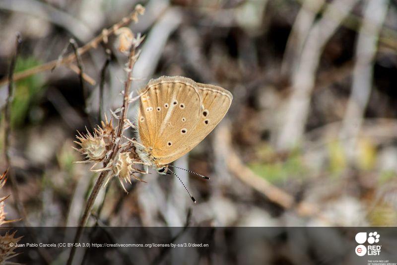 Polyommatus violetae