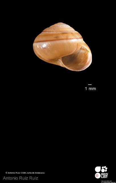 Portugala inchoata