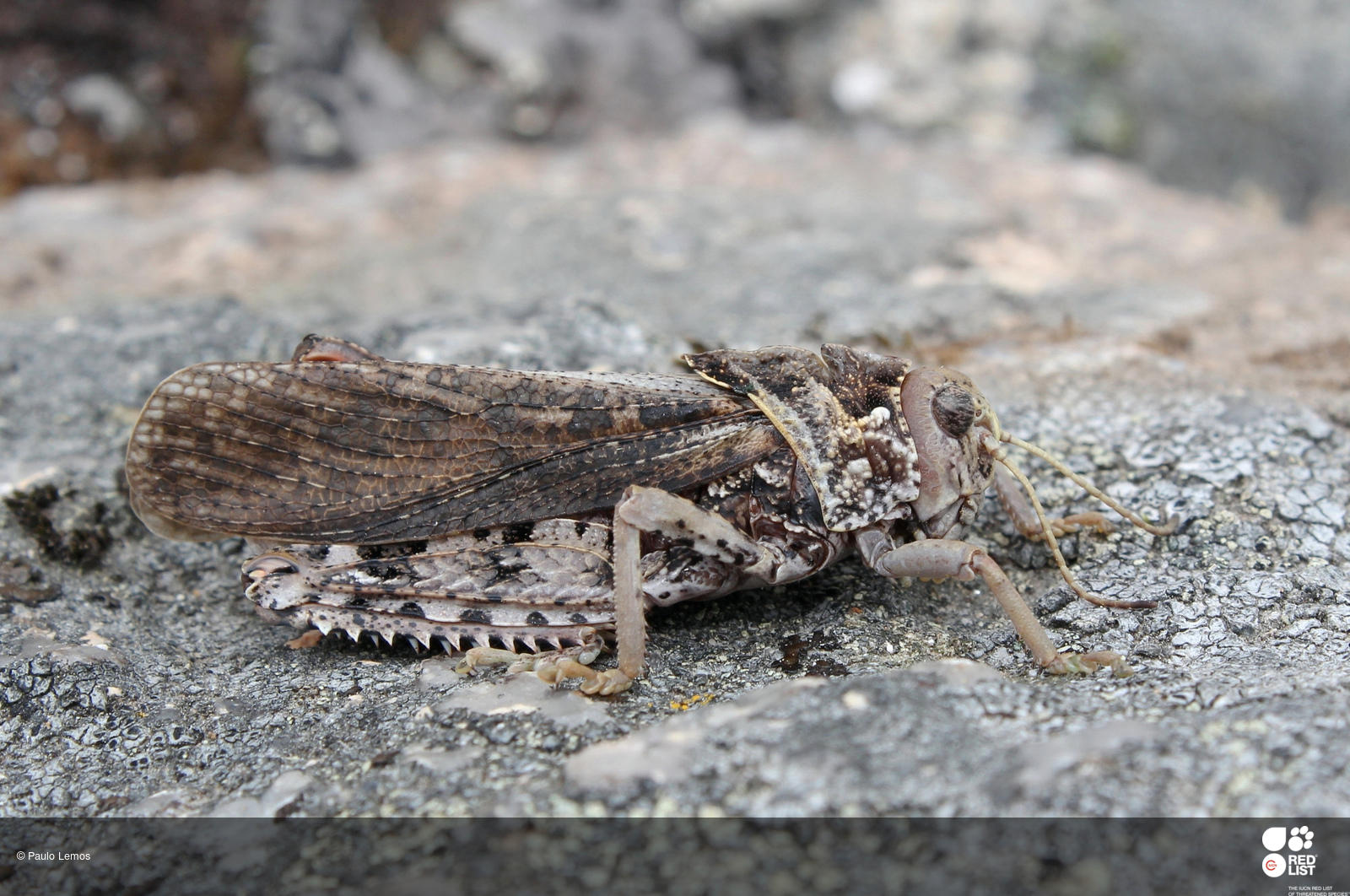 Prionotropis flexuosa