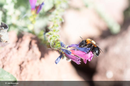 Anthophora purpuraria