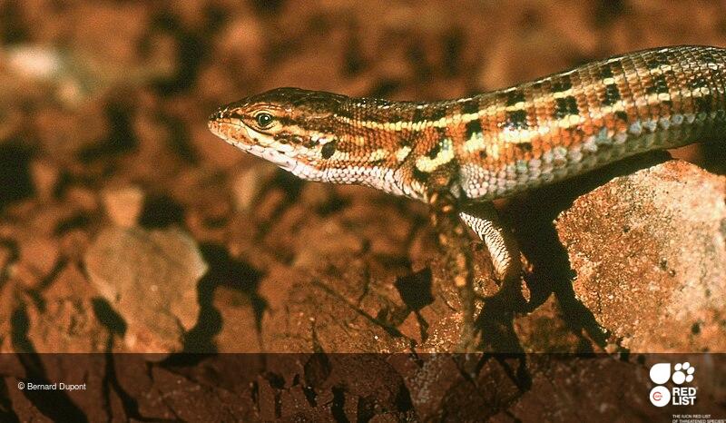 Psammodromus edwarsianus