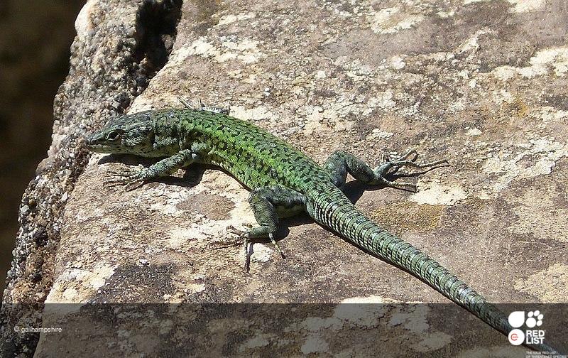 Psammodromus hispanicus