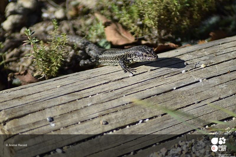 Psammodromus occidentalis
