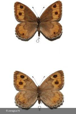 Pseudochazara williamsi