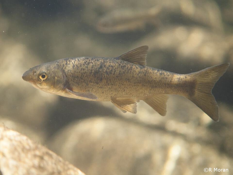 Pseudochondrostoma duriense