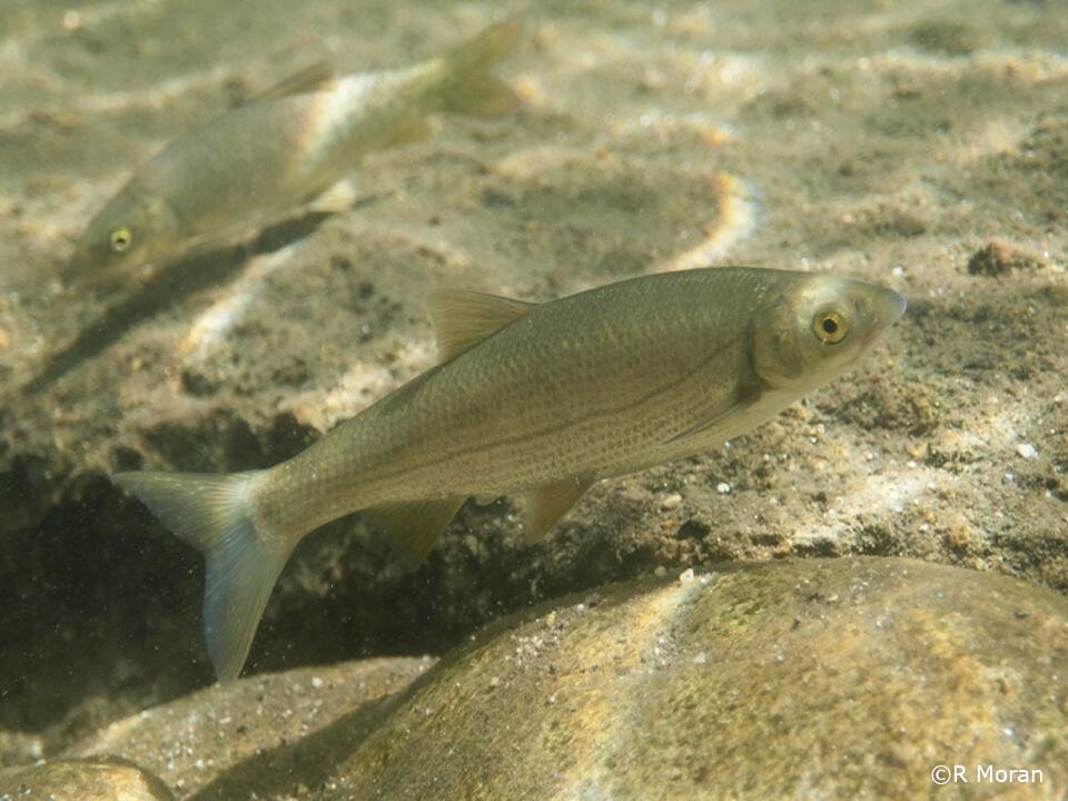 Pseudochondrostoma polylepis