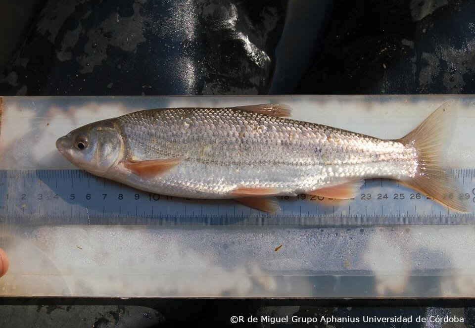 Pseudochondrostoma willkommii