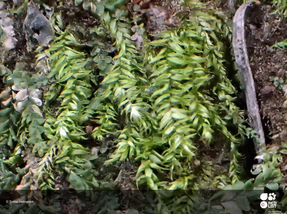 Pseudotaxiphyllum laetevirens