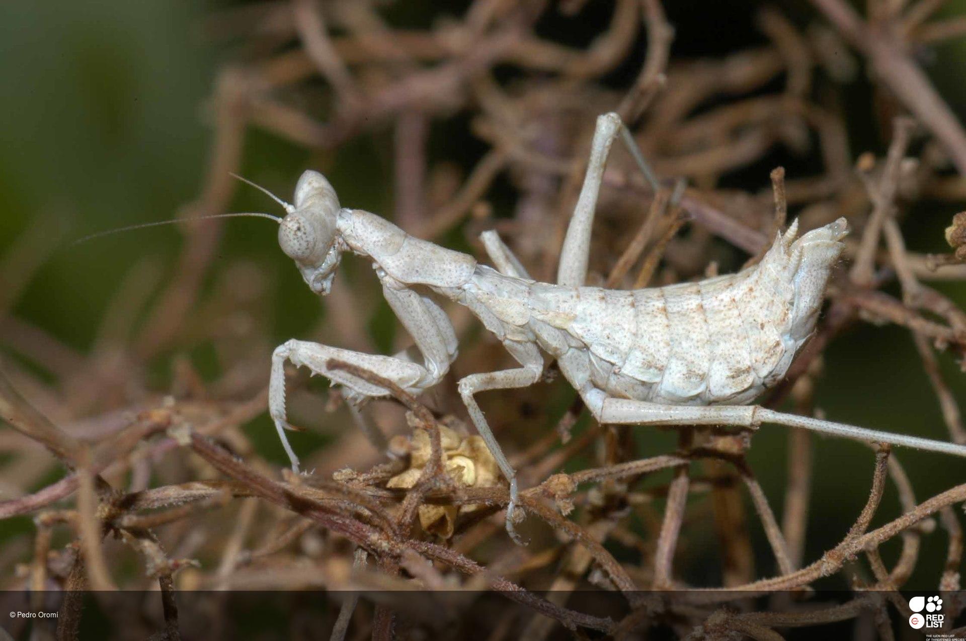 Pseudoyersinia betancuriae