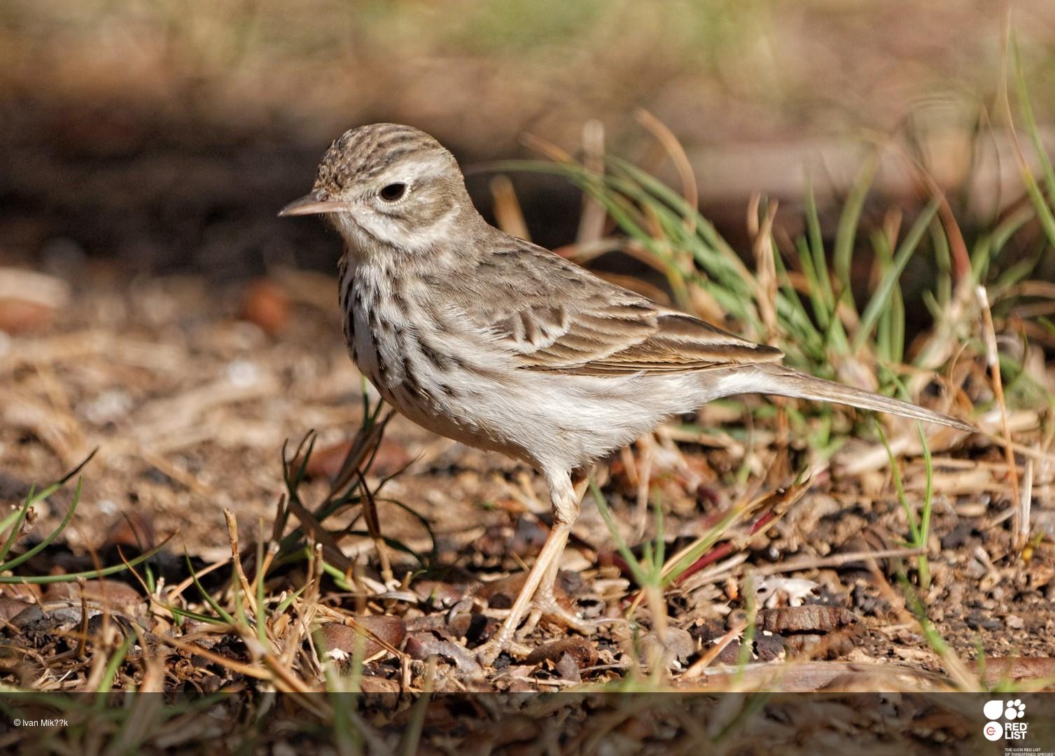 Anthus berthelotii