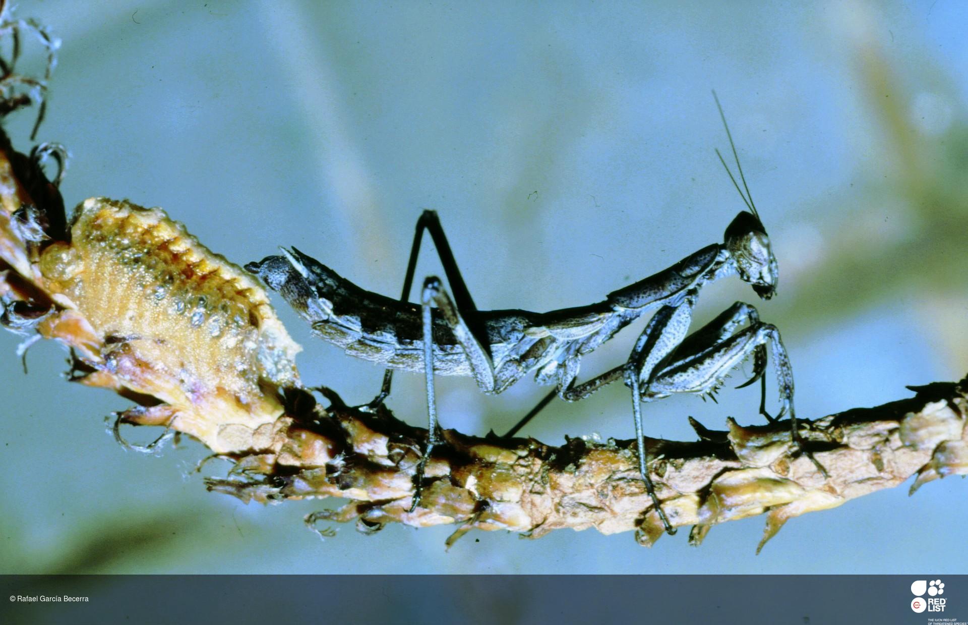 Pseudoyersinia canariensis