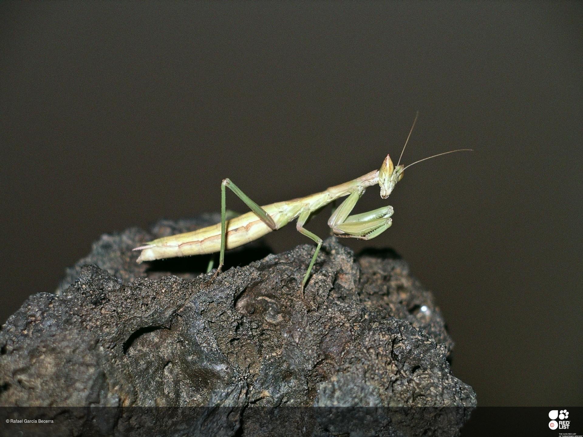 Pseudoyersinia pilipes