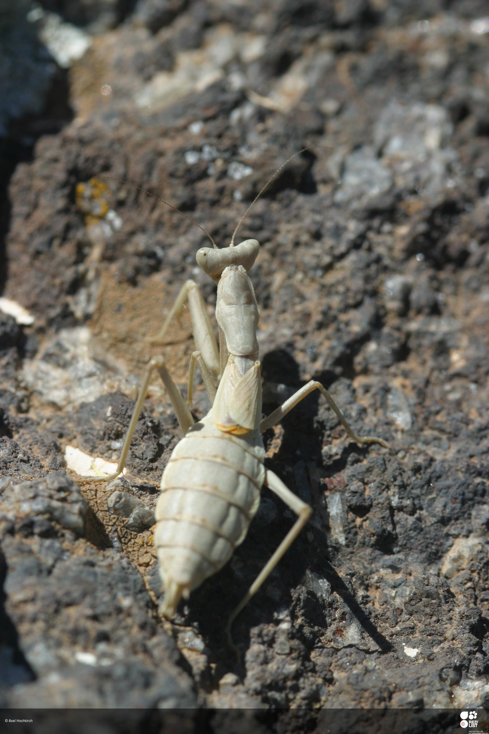 Pseudoyersinia teydeana