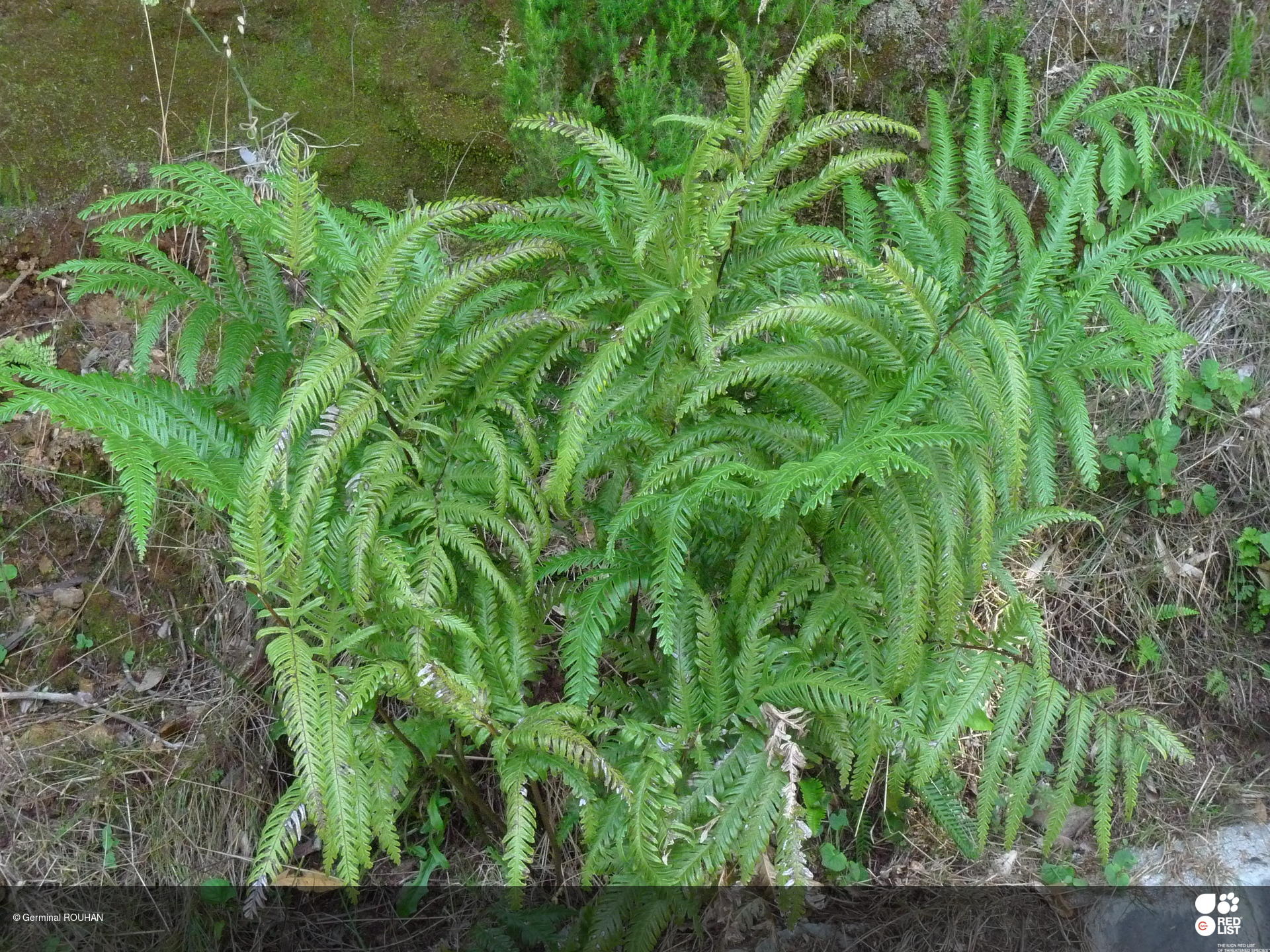 Pteris incompleta