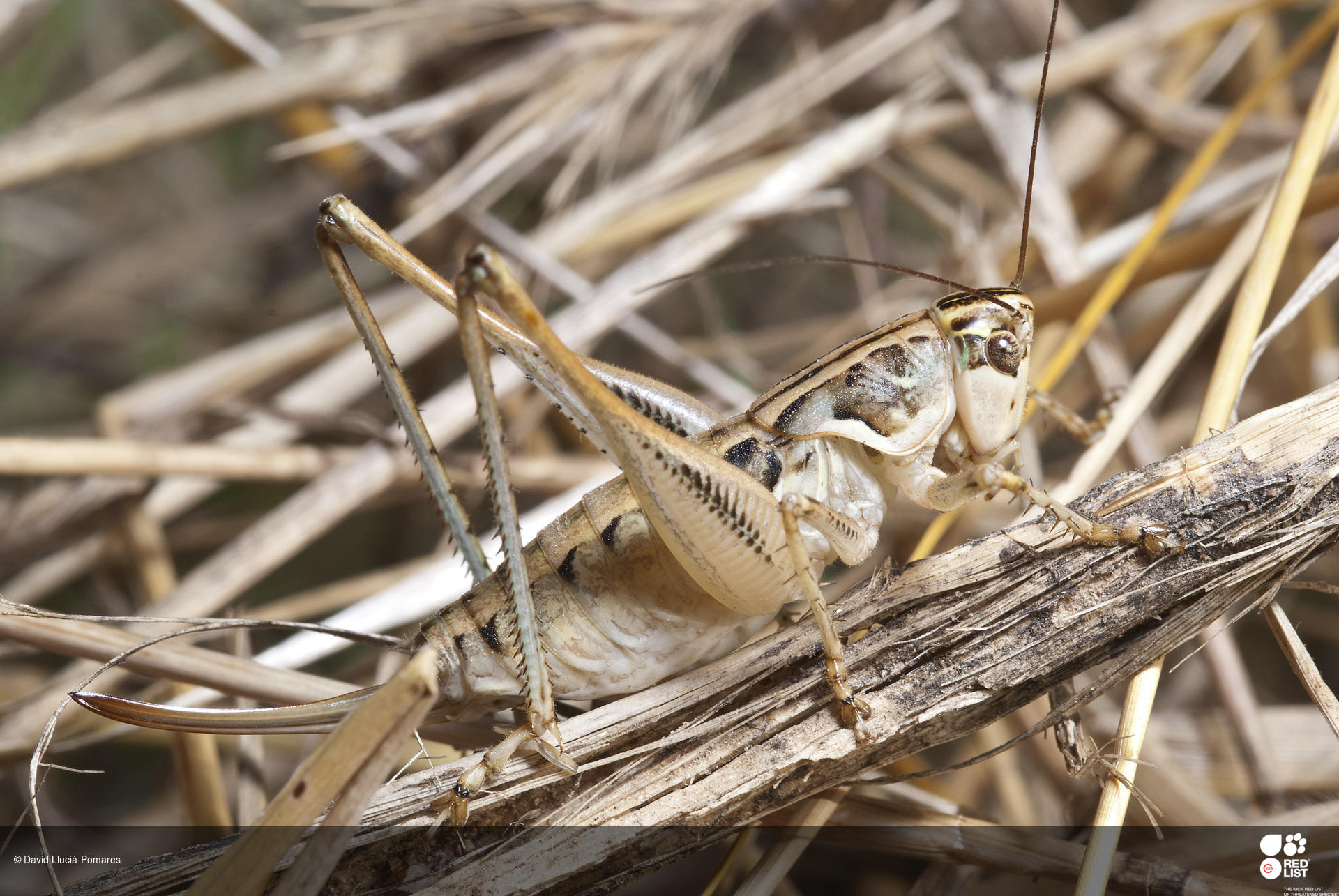 Pterolepis cordubensis