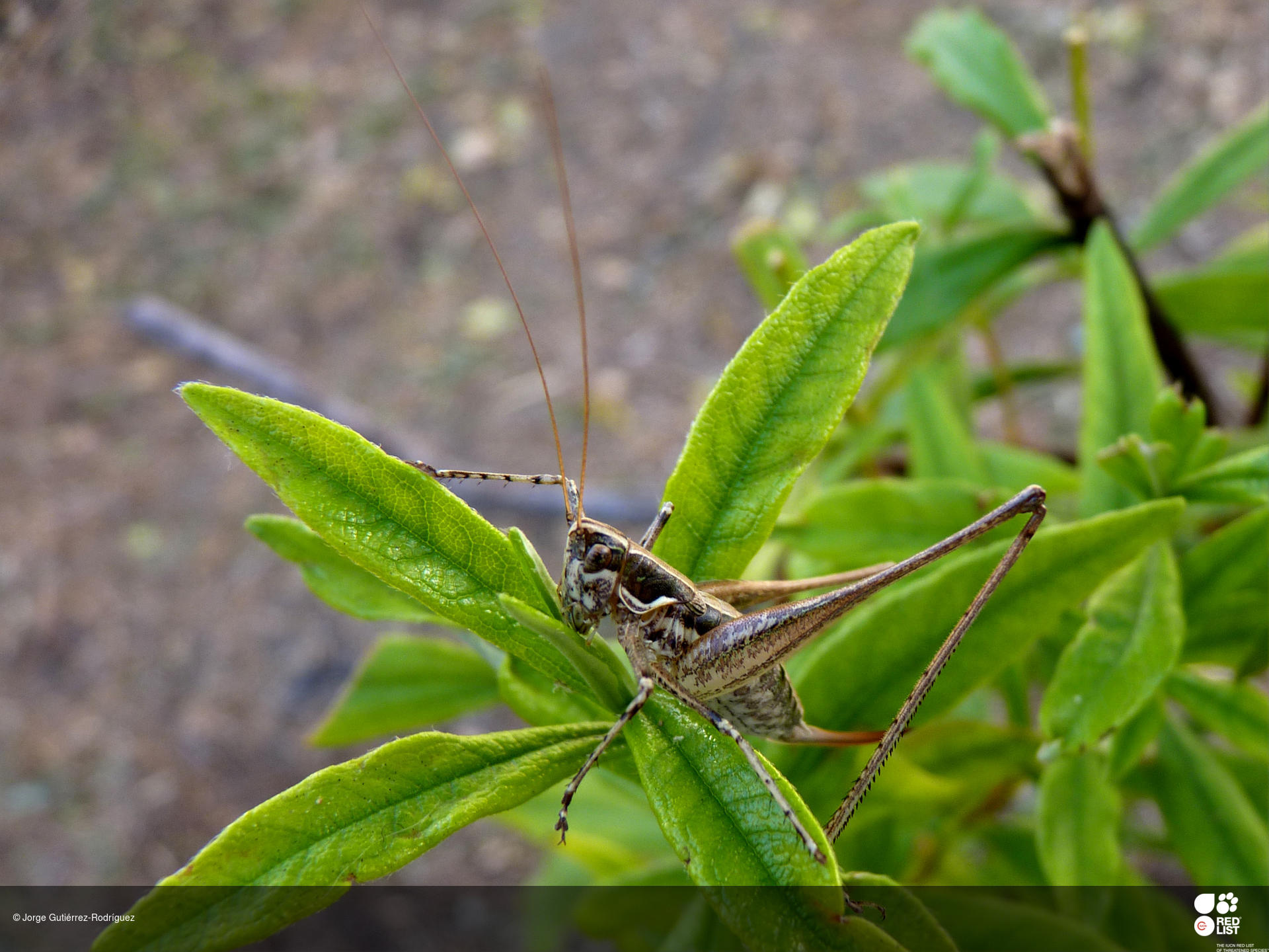 Pterolepis grallata