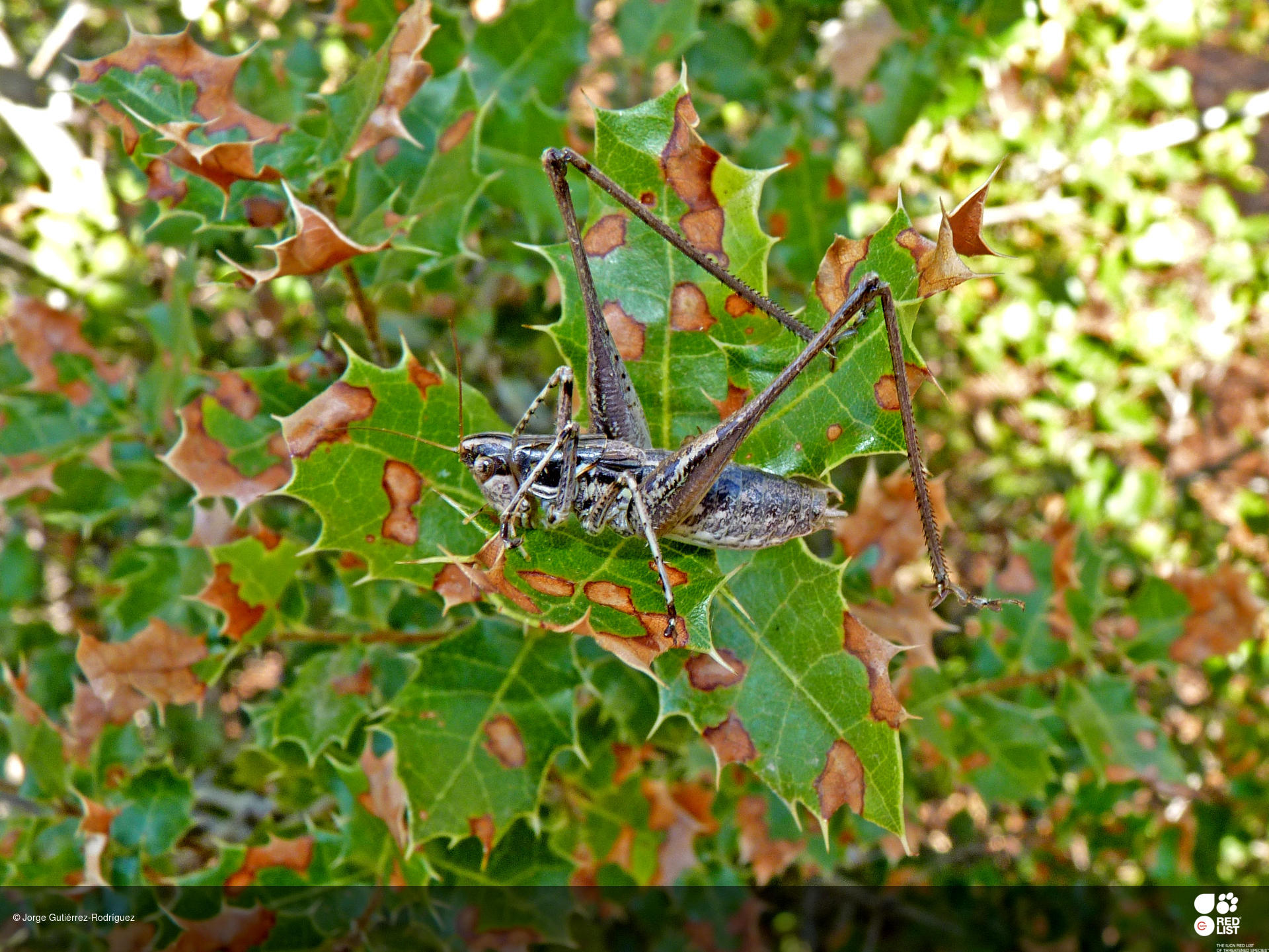 Pterolepis lusitanica