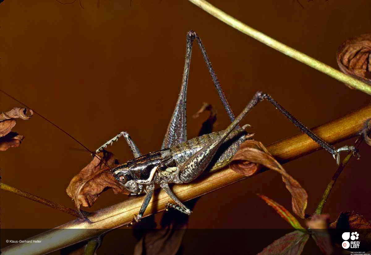Pterolepis spoliata