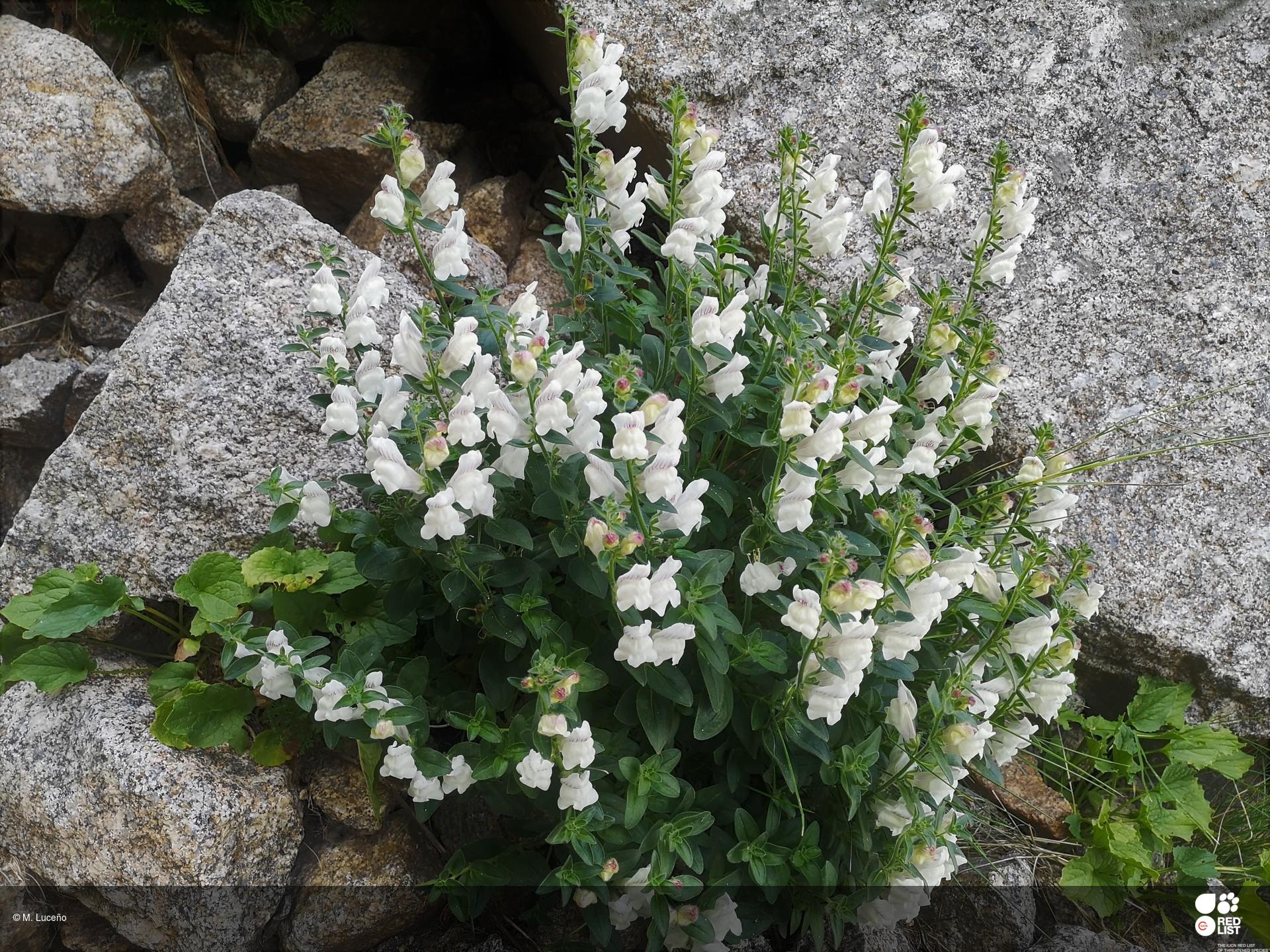 Antirrhinum grosii