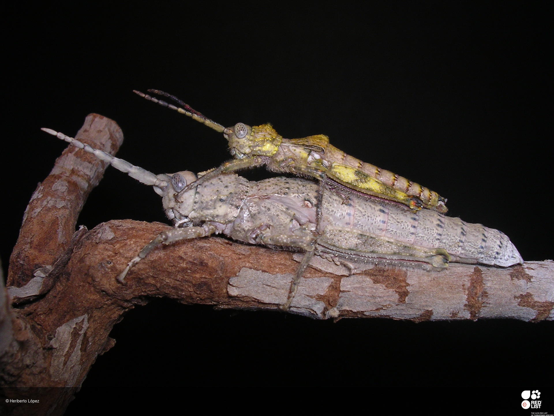 Purpuraria magna