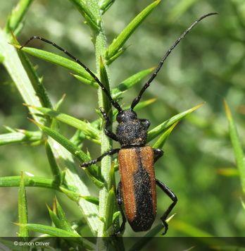Purpuricenus ferrugineus