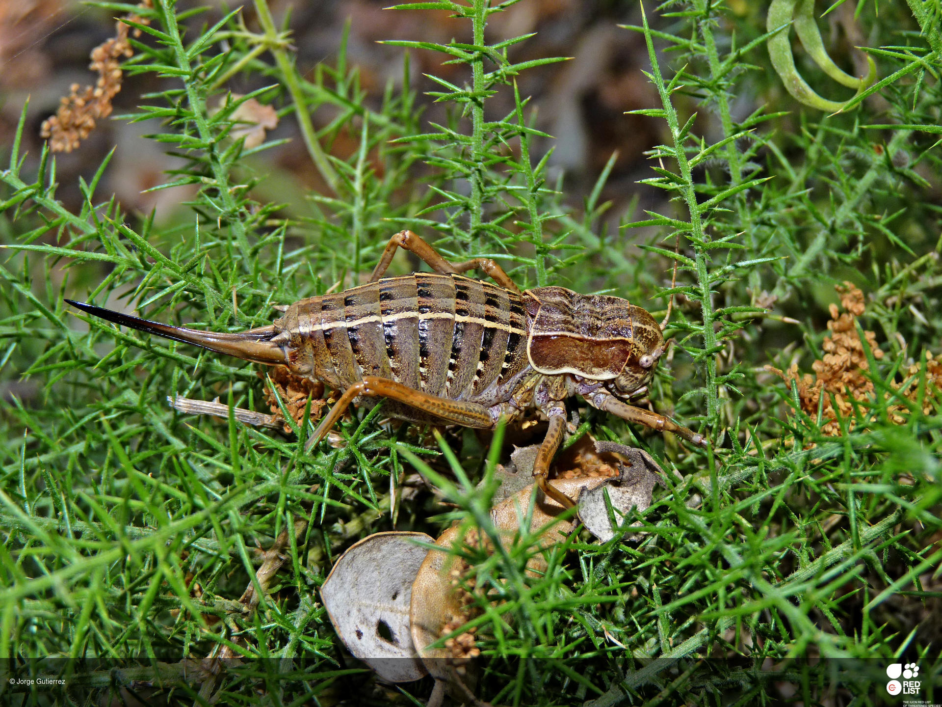 Pycnogaster gaditana
