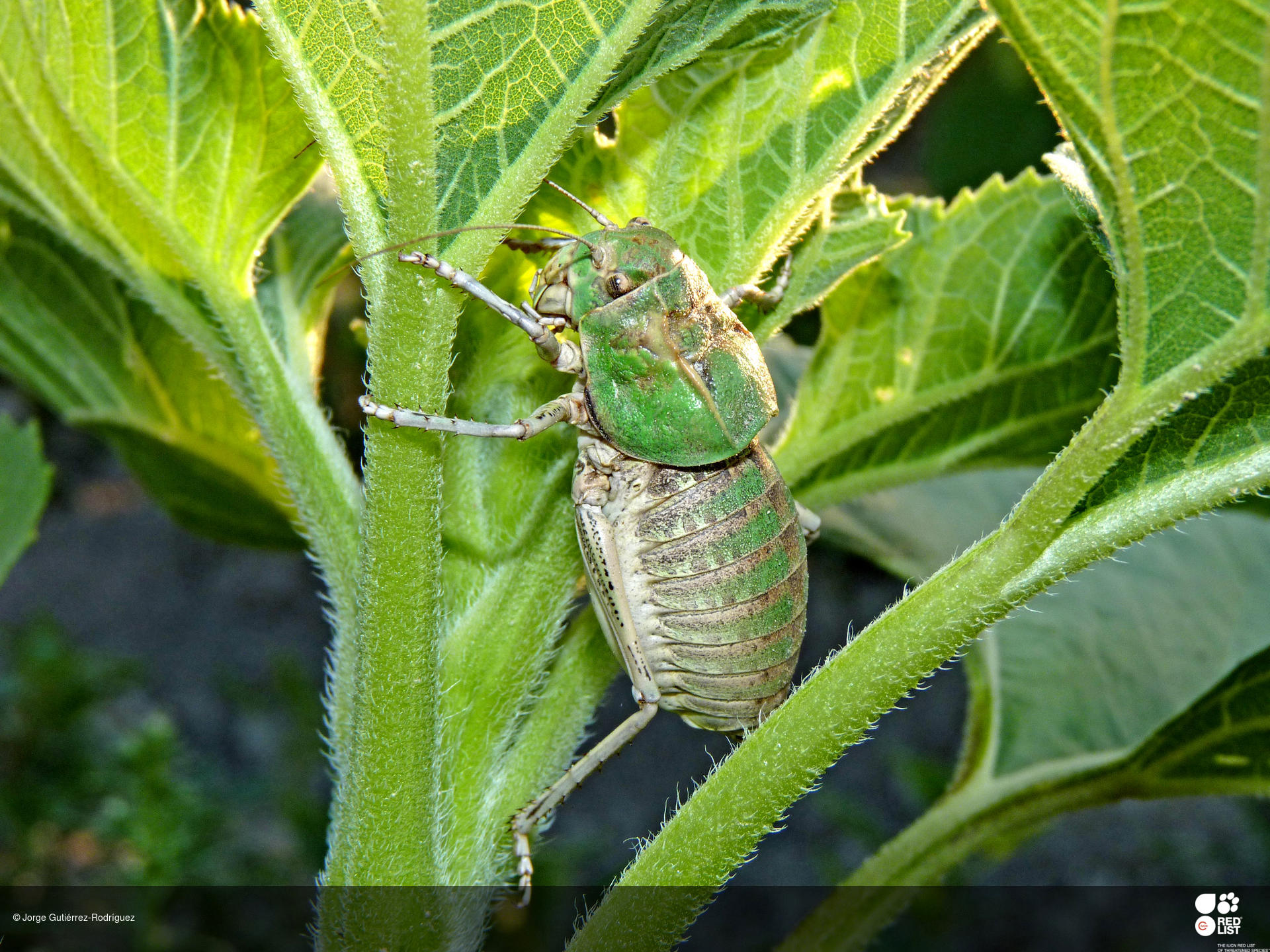 Pycnogaster graellsii