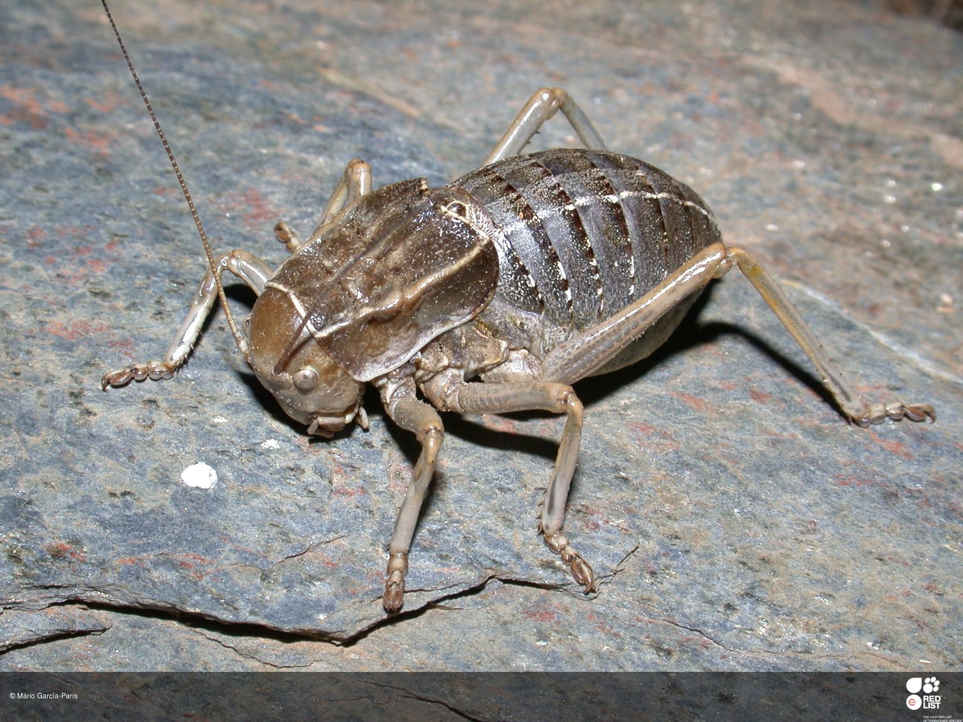 Pycnogaster inermis