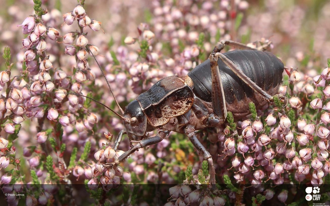 Pycnogaster jugicola