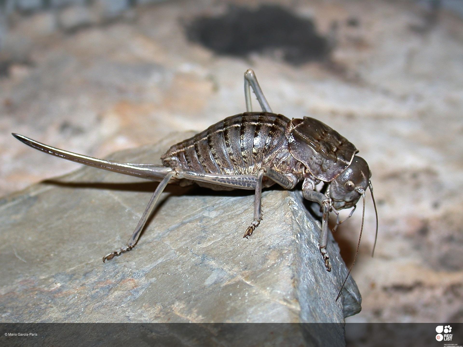 Pycnogaster sanchezgomezi