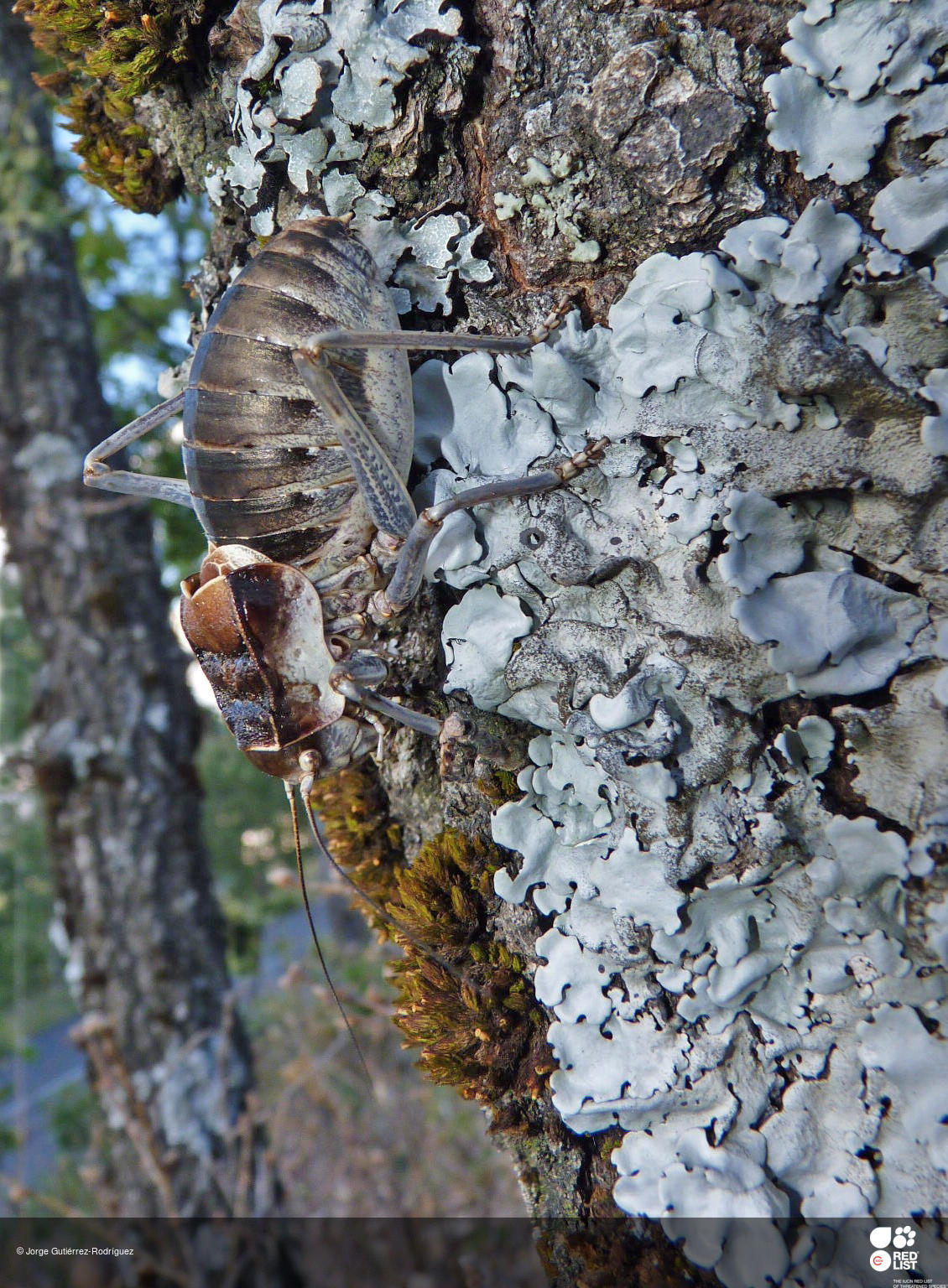 Pycnogaster valentini