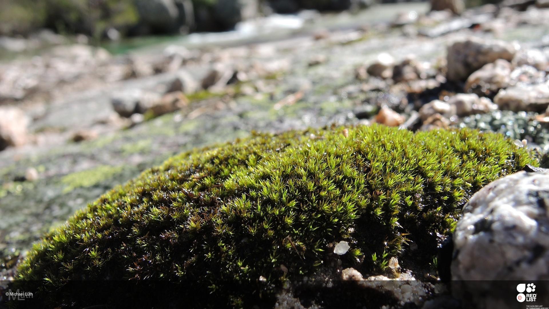 Racomitrium lusitanicum
