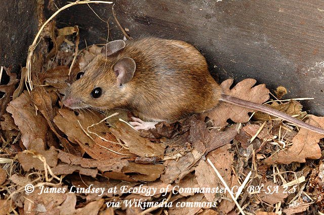 Apodemus flavicollis