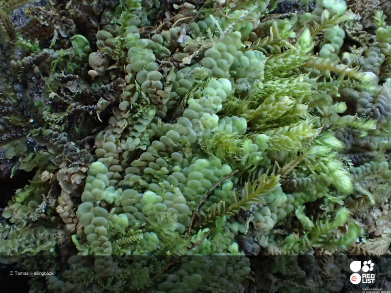 Radula wichurae