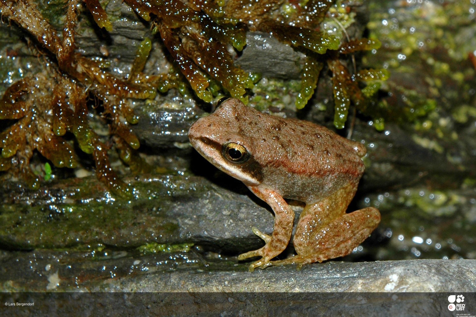Rana pyrenaica